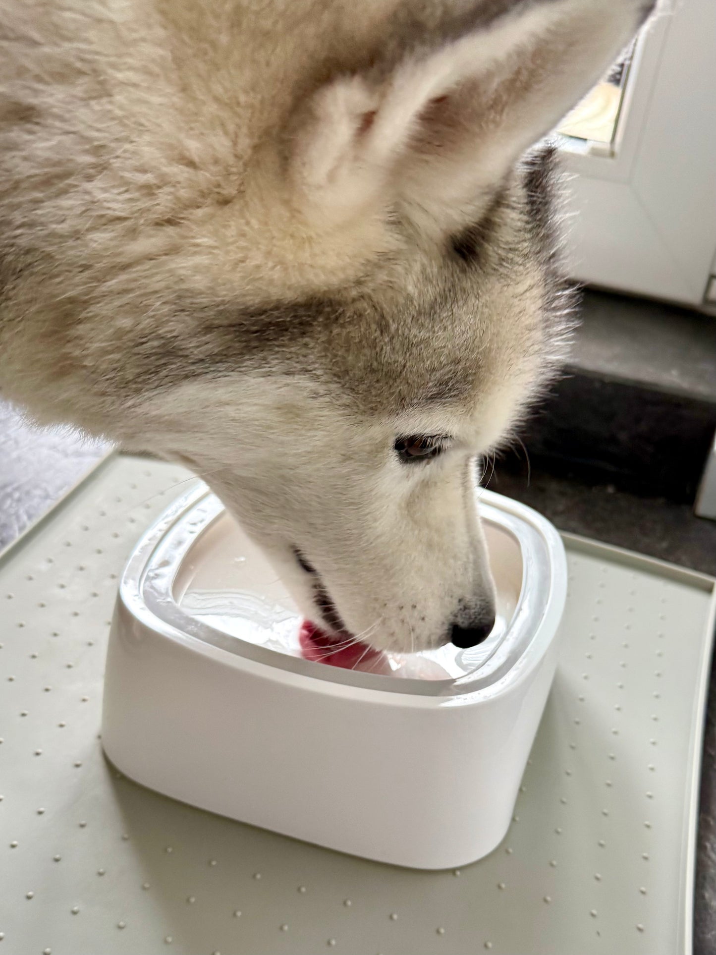 AntiVerschütt Trinknapf