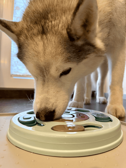Premium Intelligenz-Spielzeug für Hunde – trainiert & beschäftigt