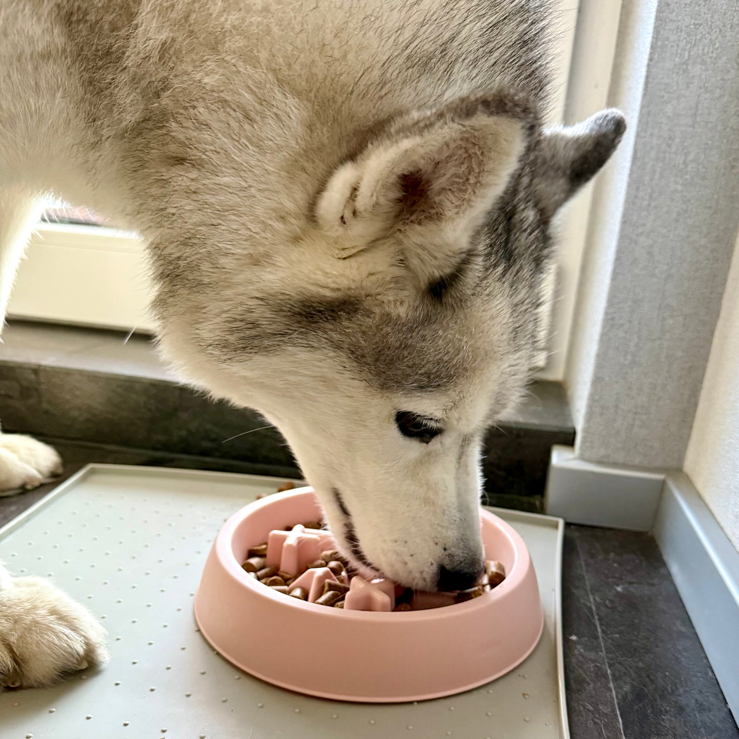 Anti-Schlingnapf – für entspanntes & gesundes Fressen