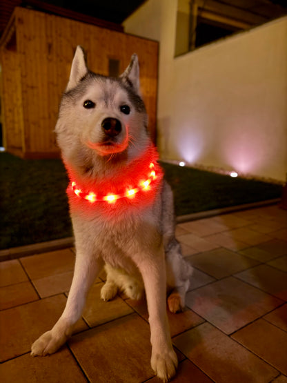 LED-Hundehalsband mit USB-C